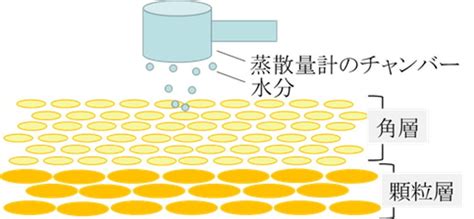 水分計 肌 仕組み|【岡山大学】皮膚からの水分蒸発の仕組みを明らかに .